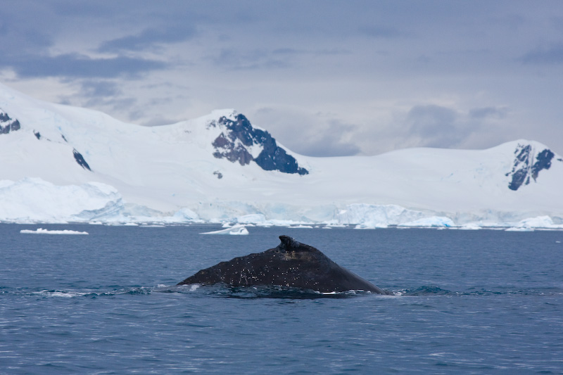 Humpback Whale